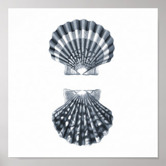 Seashells Sealife Group12A print#4 stranddecor art Poster