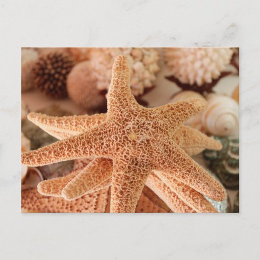 Seashells te koop Zihuatanejo, Mexico Briefkaart (Voorkant)