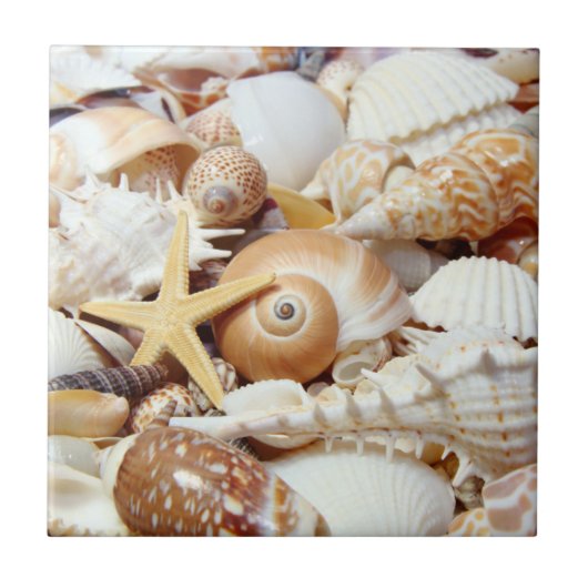 Seashells Tegeltje (Voorkant)