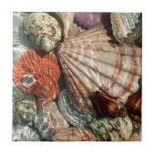 Seashells Tegeltje (Voorkant)
