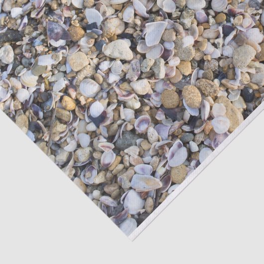 Seashells Tissuepapier (Detail)