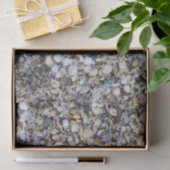 Seashells Tissuepapier (Geschenk)