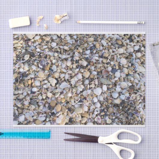 Seashells Tissuepapier (Craft)