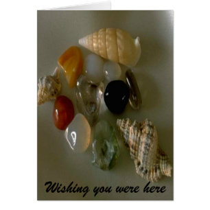 Seashells van de Seashore-