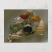 Seashells van de Seashore- Briefkaart (Voorkant)