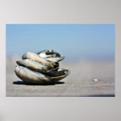 Seashore Seashells Poster (Voorkant)