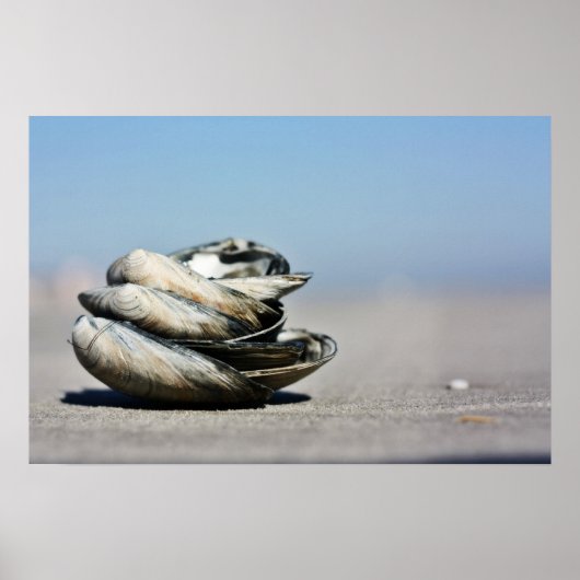 Seashore Seashells Poster (Voorkant)