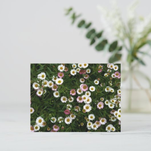 Seaside Daisies Briefkaart (Staand voorkant)