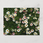 Seaside Daisies Briefkaart (Voorkant)