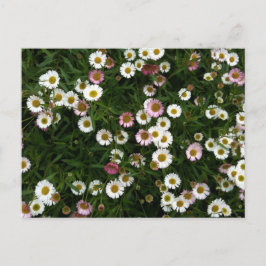Seaside Daisies Briefkaart