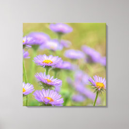 Seaside Daisies Canvas Afdruk