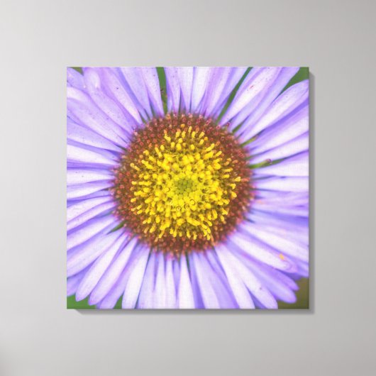 Seaside Daisy Canvas Afdruk (Voorkant)