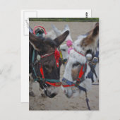 Seaside Donkeys Post Card Briefkaart (Voorkant / Achterkant)