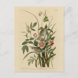 Seaside Finch (Sparrow) Audubon's Birds of America Briefkaart