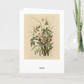 Seaside Finch (Sparrow) Audubon's Birds of America Kaart (Achterkant)