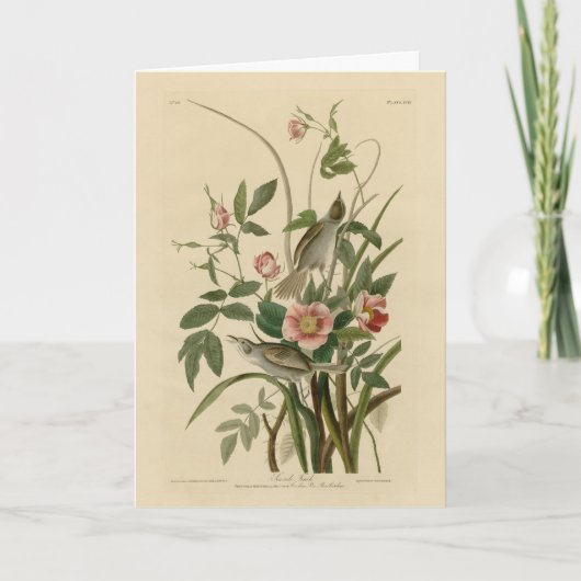 Seaside Finch (Sparrow) Audubon's Birds of America Kaart (Voorkant)