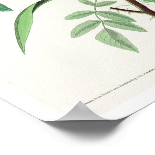 Seaside Finch van Audubon Poster (Hoek)