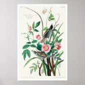 Seaside Finch van Audubon Poster (Voorkant)