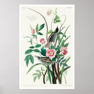 Seaside Finch van Audubon Poster