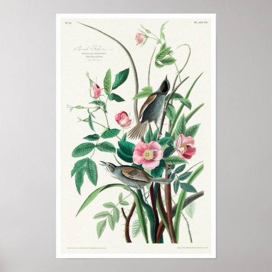 Seaside Finch van Audubon Poster (Voorkant)