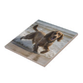 Seaside Fun: Een Cocker Spaniel Spelen in de Oceaa Tegeltje (Zijkant)
