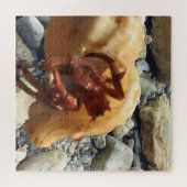 Seaside Rocks met Hermit Crab Legpuzzel (Horizontaal)