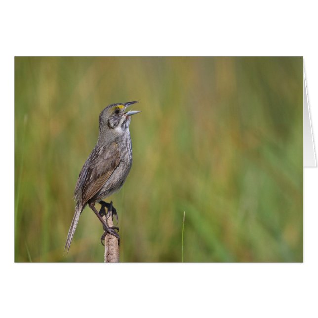 Seaside Sparrow (Voorkant Horizontaal)