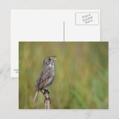 Seaside Sparrow Briefkaart (Voorkant / Achterkant)