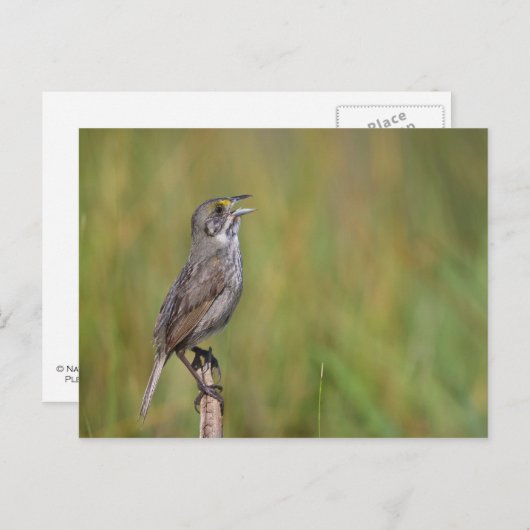 Seaside Sparrow Briefkaart (Voorkant / Achterkant)