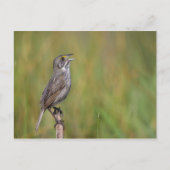 Seaside Sparrow Briefkaart (Voorkant)