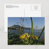Seastrand Senecio, Unalaska Island Briefkaart (Voorkant / Achterkant)