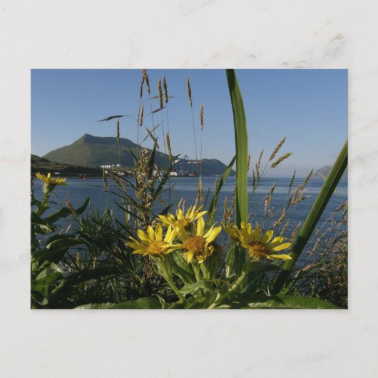 Seastrand Senecio, Unalaska Island Briefkaart (Voorkant)