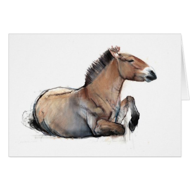 Seated Przewalski 2011 (Voorkant Horizontaal)