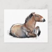 Seated Przewalski 2011 Briefkaart (Voorkant)