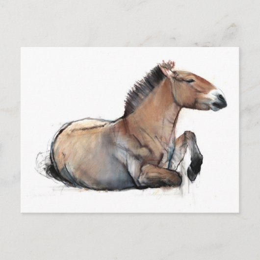 Seated Przewalski 2011 Briefkaart (Voorkant)