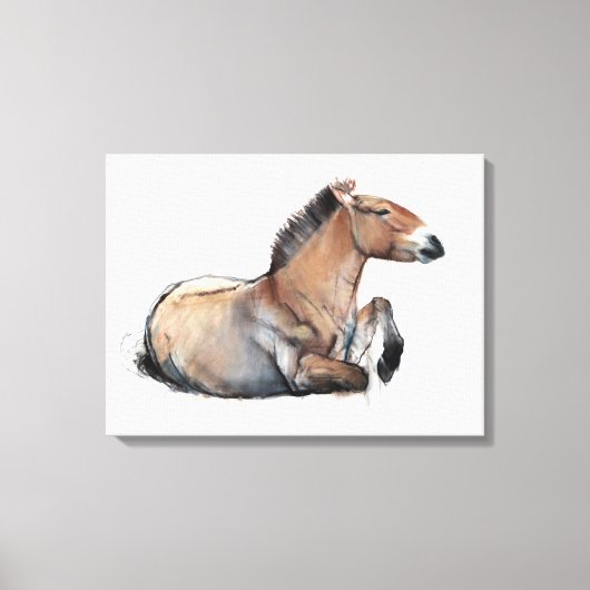 Seated Przewalski 2011 Canvas Afdruk (Voorkant)