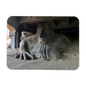 Seattle Fremont Troll #1 Magnet Magneet (Horizontaal)
