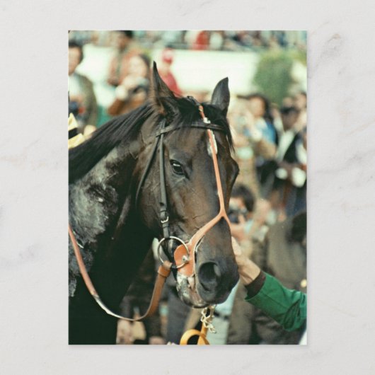 Seattle Slew Thoroughbred 1978 Briefkaart (Voorkant)