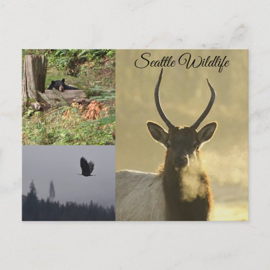 Seattle Wildlife Briefkaart (Voorkant)