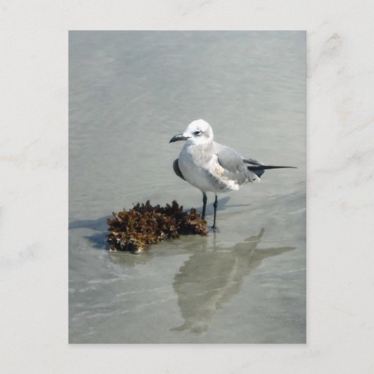 Seaweed Briefkaart (Voorkant)