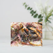 SEAWEED BRIEFKAART (Staand voorkant)