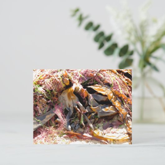 SEAWEED BRIEFKAART (Staand voorkant)