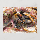 SEAWEED BRIEFKAART (Voorkant)