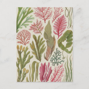 Seaweed Family Briefkaart