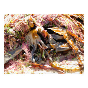 SEAWEED FOTO AFDRUK