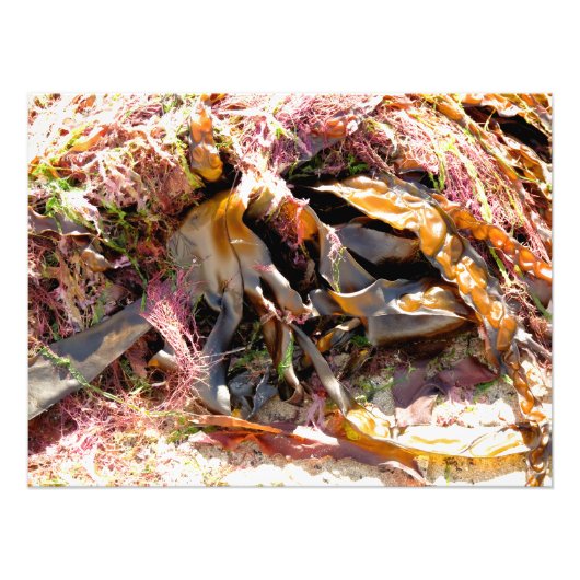 SEAWEED FOTO AFDRUK (Voorkant)