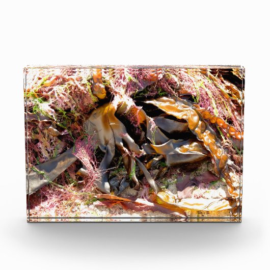 SEAWEED FOTOBLOKKEN (Voorkant)