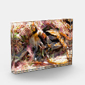 SEAWEED FOTOBLOKKEN (Links)