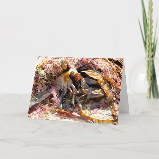 SEAWEED KAART (Voorkant)