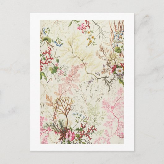 Seaweed-ontwerp voor zijde (m/v op papier) briefkaart (Voorkant)